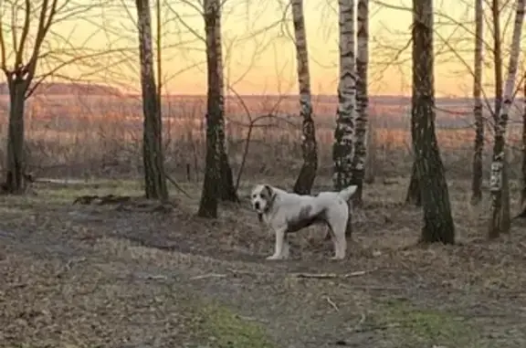 Алабай найден в Дубках, Тульская область