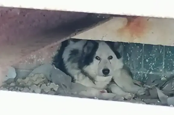 Собака у магазина на Берёзовой, 24