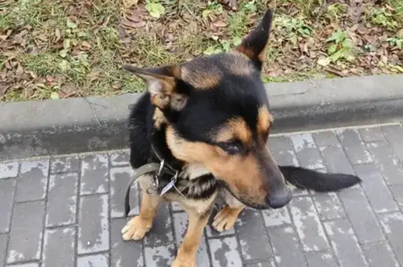 Найдена собака, Славск, фото: Овчарка найдена на Мацина, 2, Славск