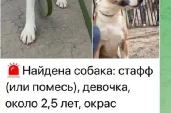 Найдена собака, Волгоград, фото: Собака найдена: Надымская ул., Волгоград