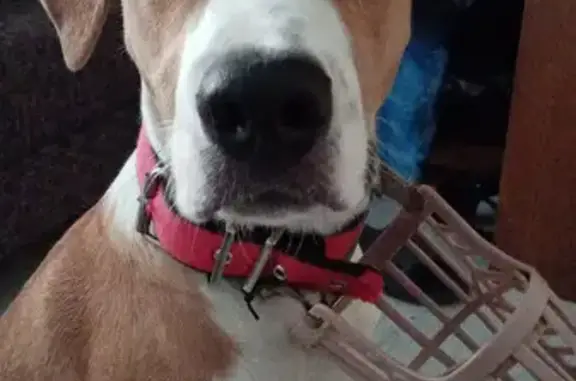 Найденные животные Уфа, фото: Собака найдена у магазина на Гагарина, 44