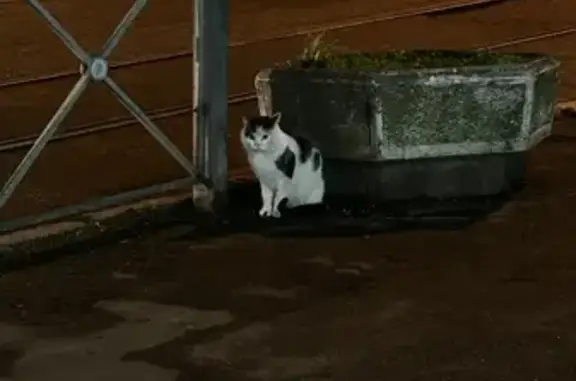 Кошка найдена у Сбербанка, Киевская 74а