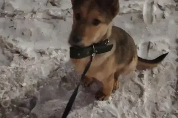 Найдена собака, Челябинск, фото: Щенок найден на Гагарина, 64, Челябинск