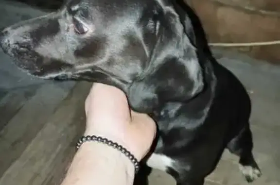 Найдена собака, Слободская 2, Гжель