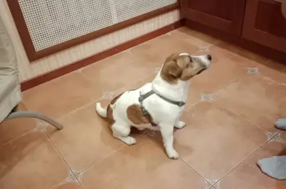 Найдена собака, Казань, фото: Собака найдена на ул. Академика Парина