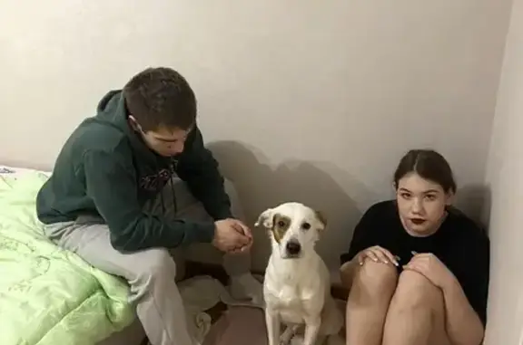 Найдена собака, Нижний Новгород
