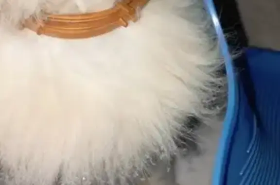 Найдена кошка, Полевской, фото: Кошка найдена, ул. Торопова 5, Полевской