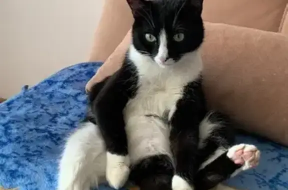 Кошки потеряшки, , фото: Потеряшка кошка, ул. Калинина, 12А