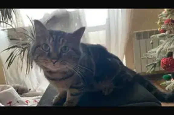 Найдена кошка, Биробиджан, фото: Кошка найдена: Обозная ул., 7, Биробиджан