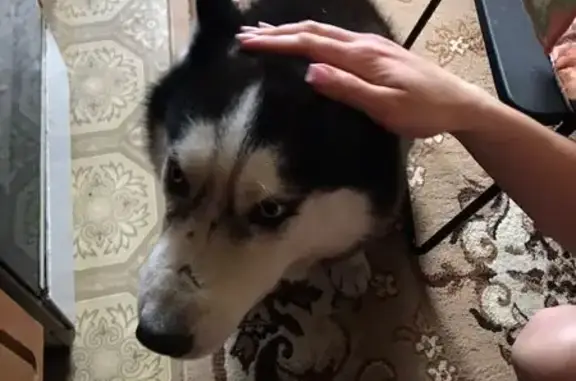 Найдена собака, Тула, фото: Хаски найдена на ул. Бондаренко, 9, Тула