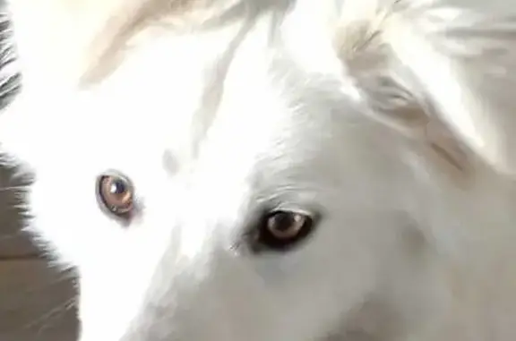 Найдена собака, Нежинка, Оренбуржье