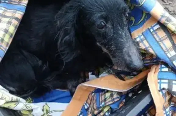 Найдена собака, Тула, фото: Собака найдена, Венёвское шоссе, Тула