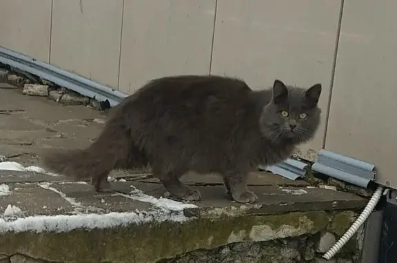 Найдена кошка, Анна, фото: Кошка найдена у кинотеатра, Ленина 27