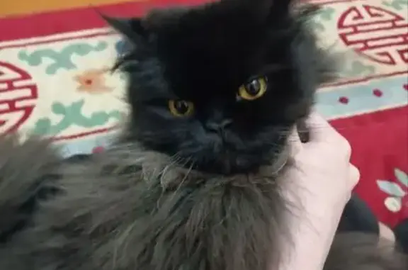 Потерянные животные Ташкент, фото: Пропала кошка, Такачи улица, Ташкент