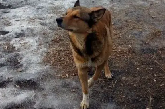 Найдена собака на А-181, Морозовское поселение