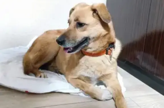 Найденные животные Краснодар, фото: Собака найдена: Топольковый пер., 2, Краснодар