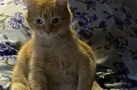 Кошки потеряшки, Бор, фото: Потеряшка рыжая кошка, 2-й мкр, 26, Бор