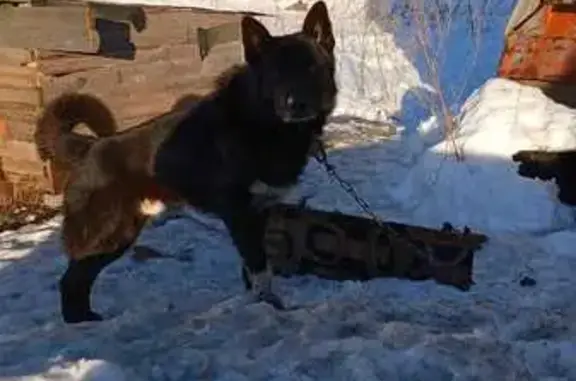 Найдена собака, Петрозаводск, фото: Найдена собака, пр. Строителей 45, Петрозаводск