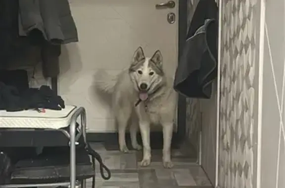 Найдена собака, Колпино, фото: Найдена собака, Оборонная ул., Колпино