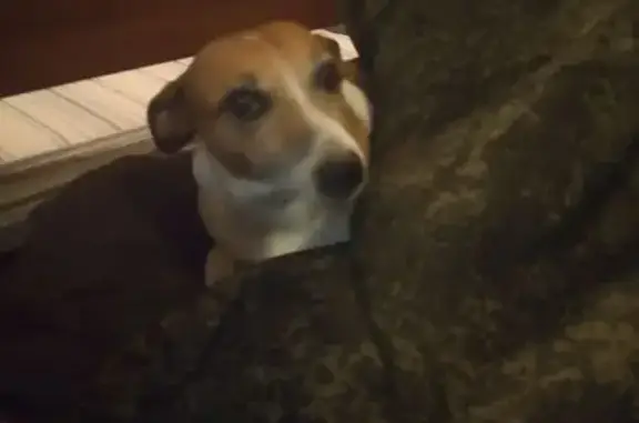 Найдена собака, Петрозаводск, фото: Собака найдена: пр. А. Невского, 34А, Петрозаводск