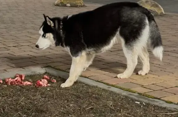 Найдена собака, Ростов-на-Дону, фото: Собака найдена: Левобережная, 5Г, Ростов-на-Дону