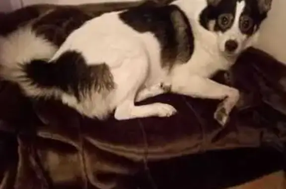 Собаки потеряшки, Хабаровск, фото: Потеряшка пёс, Комсомольская 122, Хабаровск