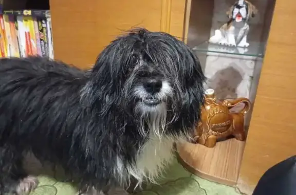 Найдена собака, Нижневартовск, фото: Собака найдена на Дзержинского, 17