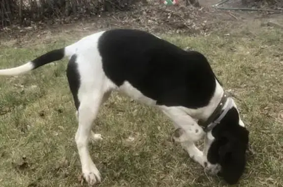 Найдена собака, Куйбышевское, фото: Найдена собака, Центральная ул., Куйбышево