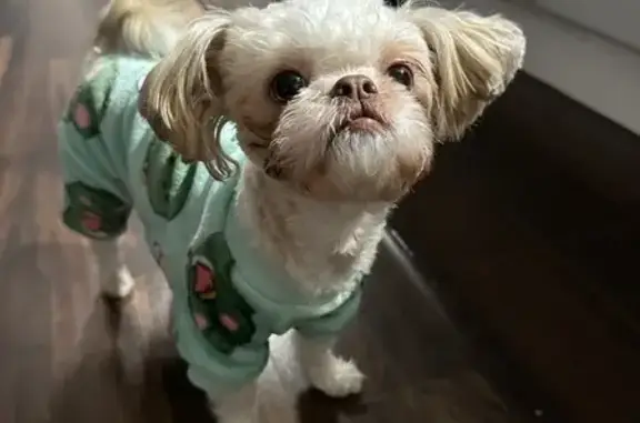 Собаки потеряшки, Калужская область, фото: Потеряшка собака Марта, Машково, Калуга