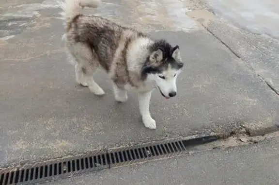 Объявления о пропавших и найденных животных, Одинцовский городской округ, фото: Хаски найден в Мелечкино, Радужная 1А
