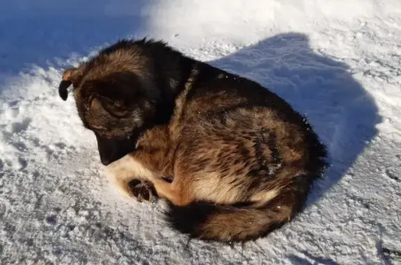 Найдена собака, Уфа, фото: Найдена собака, Юбилейная ул., Уфа