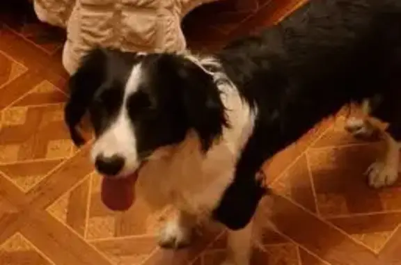 Найдена собака, Москва, фото: Собака найдена на Измайловском бульваре