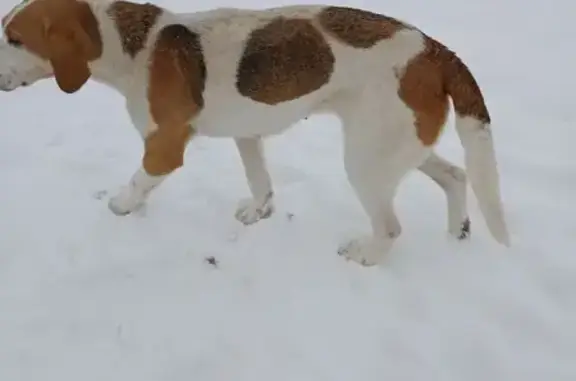 Найдена собака, , фото: Собака найдена: Полевая ул, 1, Печерское