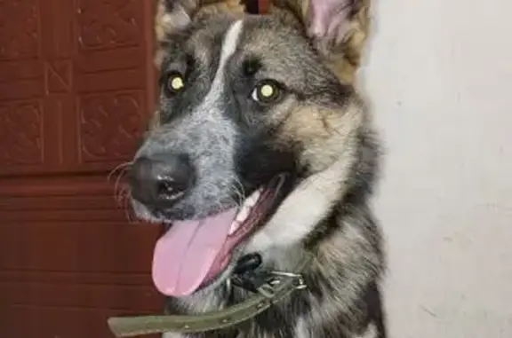 Найдена собака, Москва, фото: Собака найдена: ул. Пестеля, 9, Москва