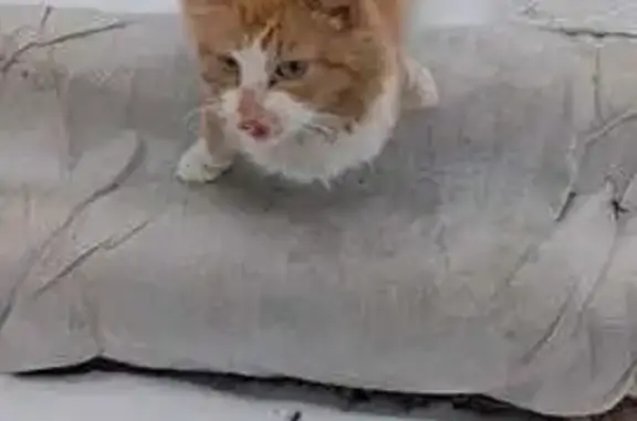 Объявления о пропавших и найденных животных, Первоуральск, фото: Найдена рыжая кошка, Ильича 11А, Первоуральск