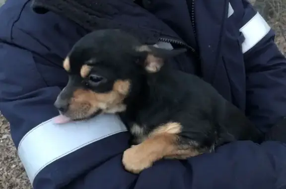 Собака найдена: ул. Кривенкова, 3, Липецк