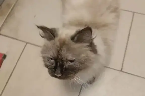 Найдена кошка, Сухой Лог, фото: Кошка найдена в 