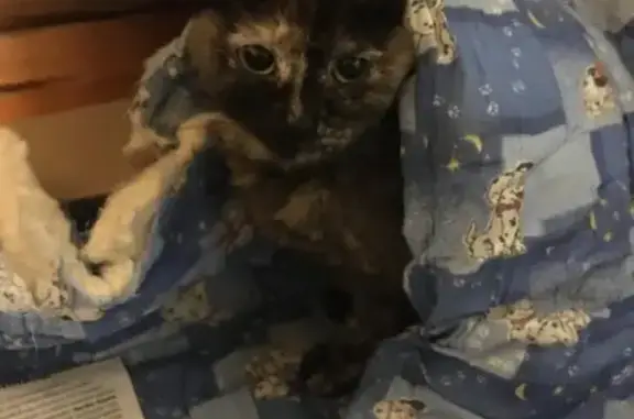 Найдена кошка, , фото: Кошка найдена: Дюковская, 4