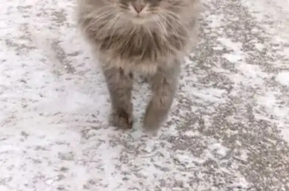 Кошка найдена: Тепличный пер., 5, Ельня