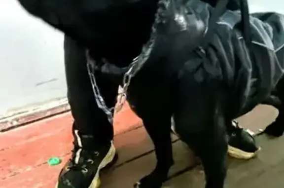 Собака найдена на ул. Кучина, 24А