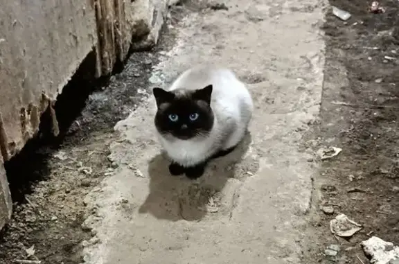 Найдена кошка, Костромская область, фото: Сиамская кошка найдена в Шувалово, Кострома