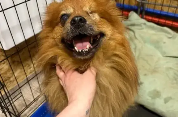 Найденные животные Ярославль, фото: Найдена собака, Ярославль, ул. ВЛКСМ, 4