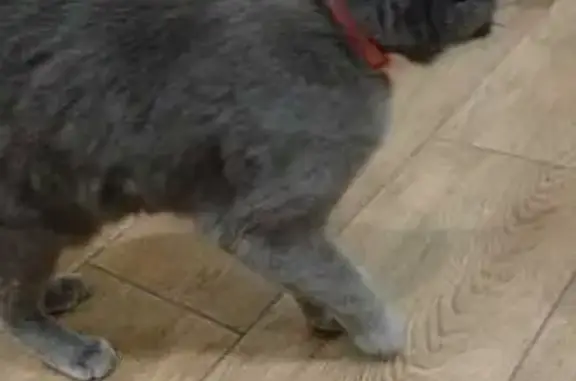 Кошка найдена на ул. Кадырова, 4, Владикавказ