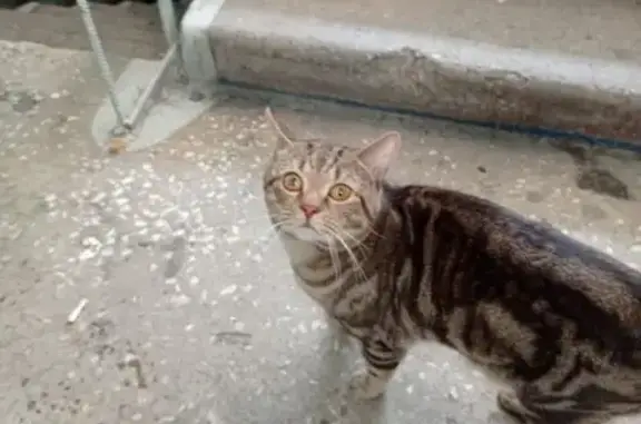 Кошка найдена: Октябрьский пр., 7, Кемерово