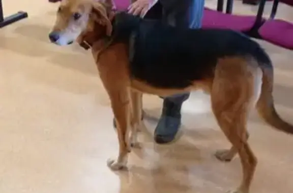 Найдена собака, , фото: Найдена собака, ул. Василия Игонина