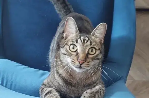 Кошки потеряшки, Владивосток, фото: Потеряшка кот, Алеутская ул. 52, Владивосток