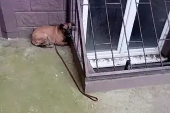 Найдена собака, Краснодар, фото: Собака найдена, ул. Трошева, 21, Краснодар