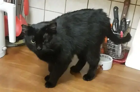 Найдена кошка, Норильск, фото: Кошка найдена на Комсомольской, Норильск