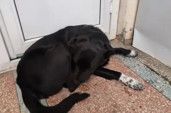 Найдена собака, Уфа, фото: Найдена собака, Уфа, ул. Свободы, 6