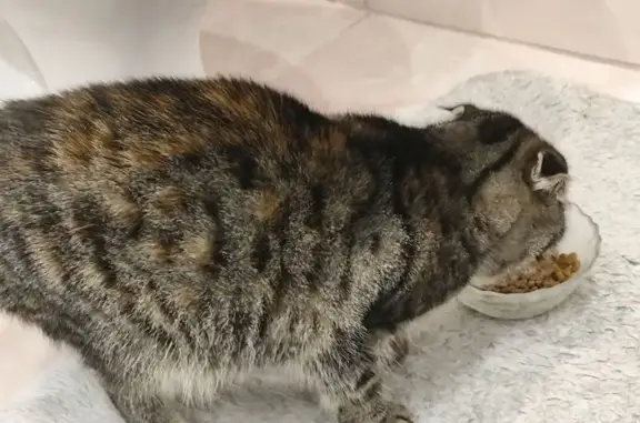 Найдена кошка, Черняховск, фото: Кошка найдена на Ленинградской, Черняховск